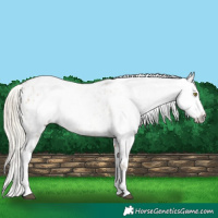 Horse Color:Palomino Near Leopard  and Gray Palomino Near Leopard 