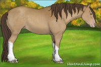 Horse Color:Classic Cream Champagne 