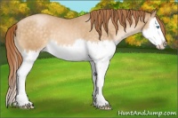 Horse Color:Buckskin Pearl Splash 