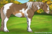 Horse Color:Chocolate Palomino Tobiano Frame 