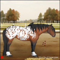 Horse Color:Bay Appaloosa 