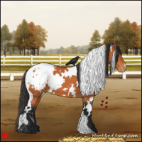 Horse Color:White Spotted Bay Appaloosa 