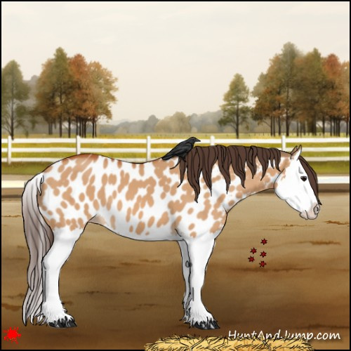 Horse Color:Bay Dun Splash Appaloosa 