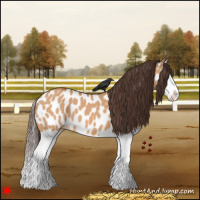 Horse Color:Bay Dun Splash Appaloosa 