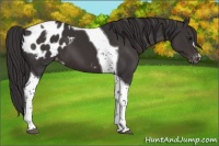 Horse Color:Smoky Black Tobiano Blanket 