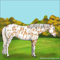 Horse Color:Palomino Appaloosa  and Palomino Appaloosa 