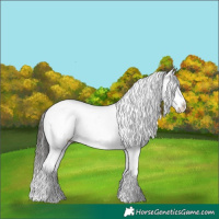 Horse Color:Liver Red Dun Tobiano Appaloosa 