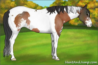 Horse Color:Bay Sabino Tobiano Rabicano 