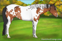 Horse Color:White Spotted Bay Tobiano Rabicano 