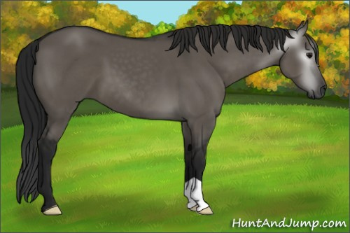 Horse Color:Gray Grullo 