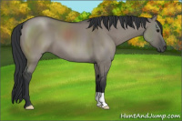 Horse Color:Grullo 