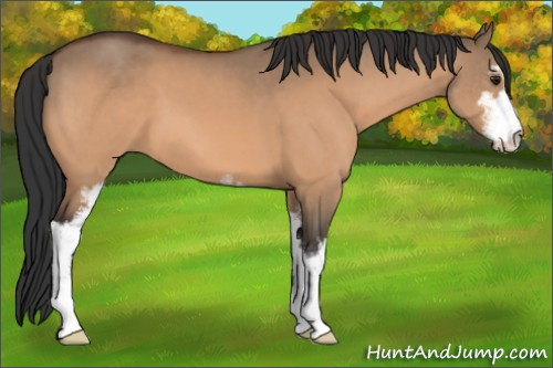 Horse Color:Bay Dun Sabino 