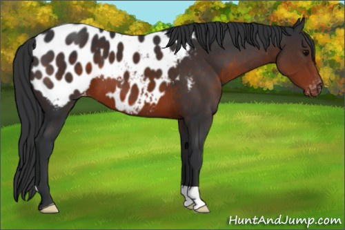 Horse Color:Brown Appaloosa 