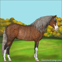 Horse Color:Silver Buckskin Sabino Rabicano