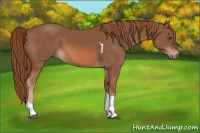 Horse Color:Chestnut Tobiano