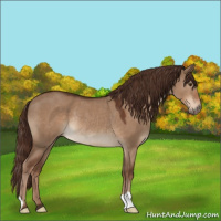 Horse Color:Liver Red Dun Rabicano 