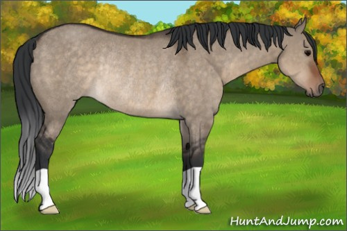 Horse Color:Brown Dun Rabicano 