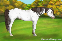 Horse Color:White Spotted Liver Chestnut Frame Appaloosa Rabicano