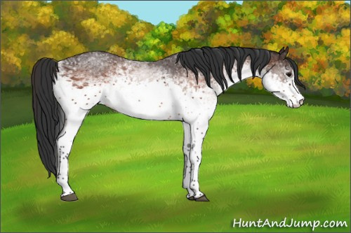 Horse Color:White Spotted Bay Appaloosa 