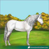 Horse Color:Gray White Spotted Sable Cream Champagne 