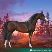 Horse Color:Brown Sabino Tobiano