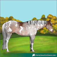 Horse Color:White Spotted Brown