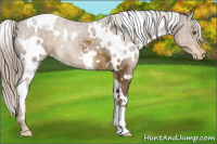 Horse Color:White Spotted Chocolate Palomino Appaloosa 