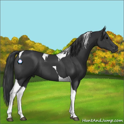 Horse Color:Black Tobiano