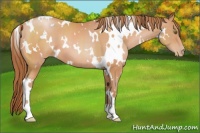 Horse Color:White Spotted Brown Pearl 