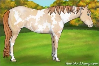 Horse Color:White Spotted Buckskin Pearl 