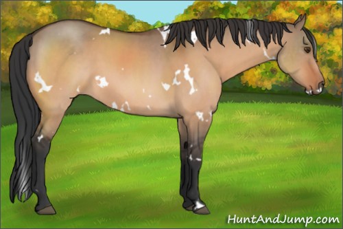 Horse Color:White Spotted Brown Dun 
