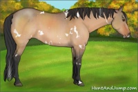 Horse Color:White Spotted Brown Dun