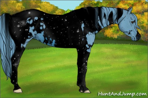 Horse Color:ERROR: UNKNOWN ANOMALY