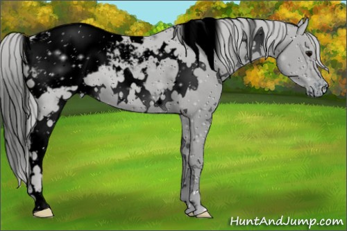 Horse Color:ERROR: UNKNOWN ANOMALY