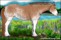 Horse Color:White Spotted Chestnut 