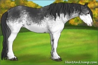 Horse Color:White Spotted Black 