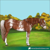 Horse Color:White Spotted Chestnut Sabino 