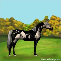Horse Color:Void Silver Bay Dun Splash Tobiano 