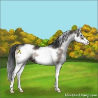 Horse Color:White Spotted Blue Onyx Splash Frame Appaloosa 