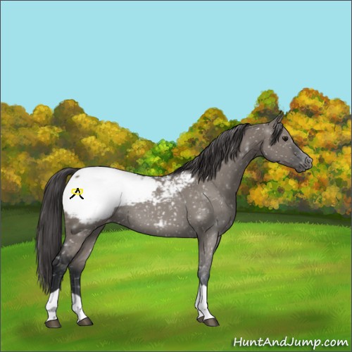 Horse Color:Grullo Sabino Tobiano Snowcap Rabicano