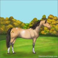 Horse Color:Buckskin Tobiano 