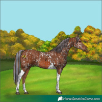 Horse Color:Painted White Spotted Black Ice  and Chestnut Tobiano 
