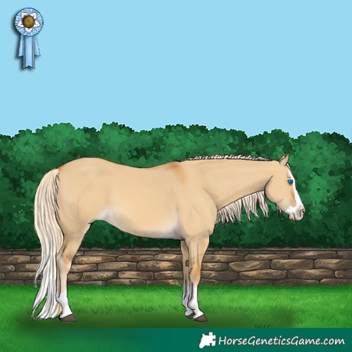 Horse Color:Palomino Dun Splash 