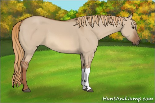 Horse Color:Red Dun 