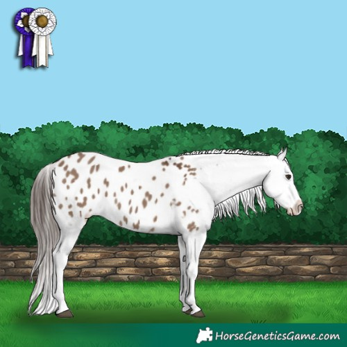 Horse Color:Liver Red Dun Splash Appaloosa 