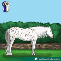 Horse Color:Liver Red Dun Splash Blanket 