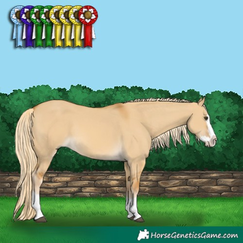 Horse Color:Palomino Dun Splash 
