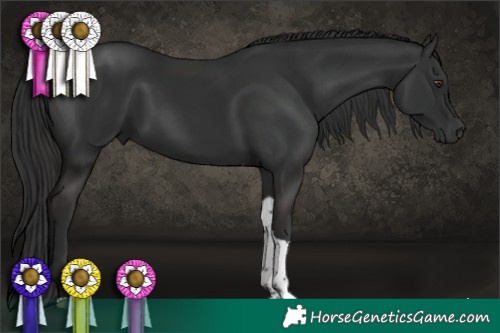 Horse Color:Liver Chestnut Tobiano Rabicano 