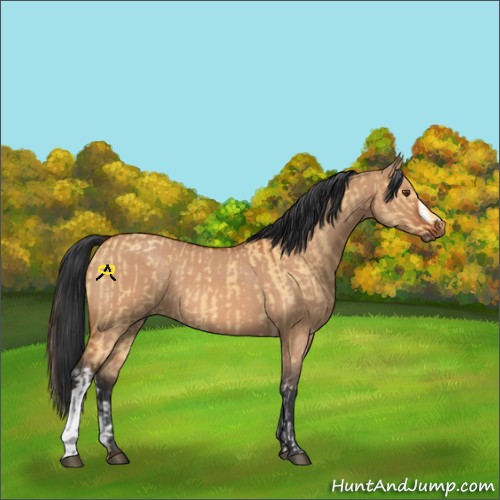 Horse Color:Buckskin Dun Tobiano and Bay Dun