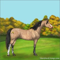 Horse Color:Buckskin Dun Tobiano and Bay Dun